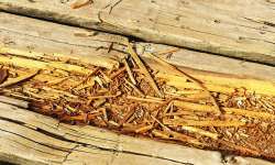 Dry Rot Repair in the New Jersey Shore Area
